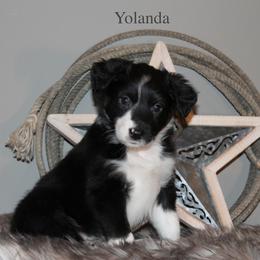 Australian Shepherd Puppies from Frantzick Farm Aussies