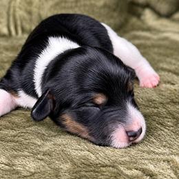 Buttercup 2800 - Piebald female Dachshund puppy in Hendersonville, North Carolina from Snarky Doxy Miniature Dachshunds