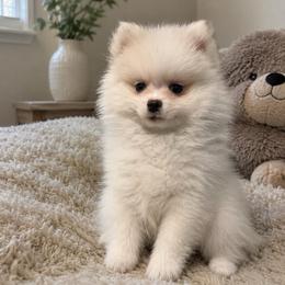 Rainbow dash - White female Pomeranian puppy in Rhode Island from Heartfelt Kennels