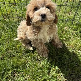 Boy 2 - Cream Cockapoo puppy in Berea, Kentucky from Blair’s Furry Friends