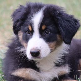 Ridge - Black tri-color male Australian Shepherd puppy in Ceres, California from Knight's Aussies