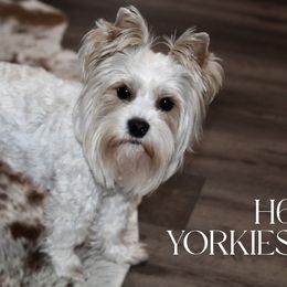 Piper - Yorkshire Terrier