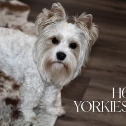 Piper - Yorkshire Terrier