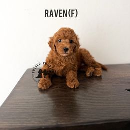 Raven - Red  female Poodle puppy in Queen Creek, Arizona from Poised Poodles