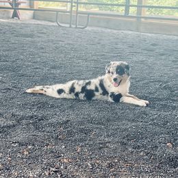 Mika - Miniature Australian Shepherd