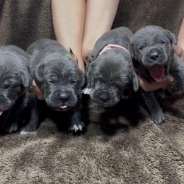 2nd pick Female - Gray female Cane Corso puppy in Clewiston, Florida from Far From Average Kennels