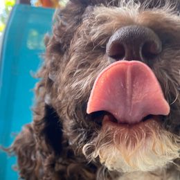 Baby Blue - Brown Lagotto Romagnolo puppy in Westlake, Oregon from Premier Truffles
