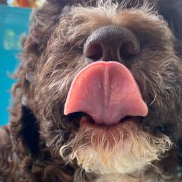 Baby Blue - Brown Lagotto Romagnolo puppy in Westlake, Oregon from Premier Truffles