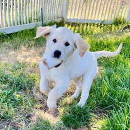 Della - Light golden Golden Retriever puppy in Lewiston, Idaho from Twin River Goldens