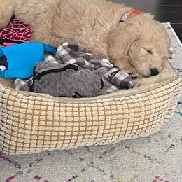 Poodle Puppies from Pampered Pawz