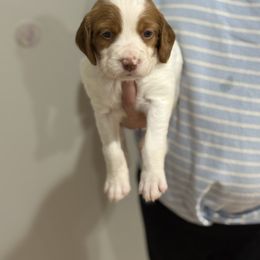 Lemon Drop (Girl 3) - Orange and white female Brittany puppy in Claxton, Georgia from Bull Creek Kennels