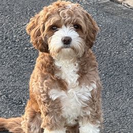 Millie - Cavapoo