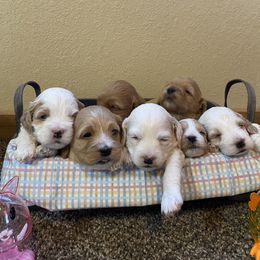 Cockapoo Puppies from Country J Canines