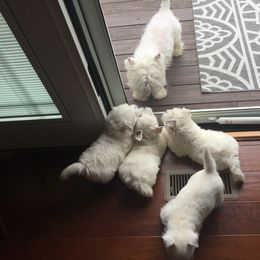 West Highland White Terrier Puppies from Sand Dollar Westies of Delaware