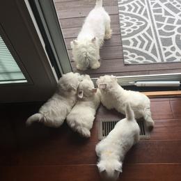 West Highland White Terrier Puppies from Sand Dollar Westies of Delaware
