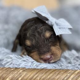 Halo-Blue Collar - Phantom female Bernedoodle puppy in Oak Hills, California from High Desert Doodles