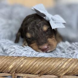 Halo-Blue Collar - Phantom female Bernedoodle puppy in Oak Hills, California from High Desert Doodles