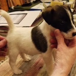 Harrier and Smooth Fox Terrier Puppies from Sheez-Beez Kennel