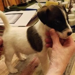 Harrier and Smooth Fox Terrier Puppies from Sheez-Beez Kennel