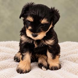 Talla - Black and silver female Miniature Schnauzer puppy in Daisetta, Texas from Winfree’s Schnauzers