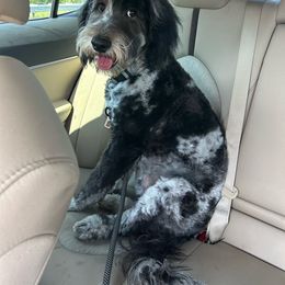 Assorted Doodle Crosses, Bernedoodle, Cockapoo, Double Doodle, and Goldendoodle All Grown Up from Hawk Mountain Doodles