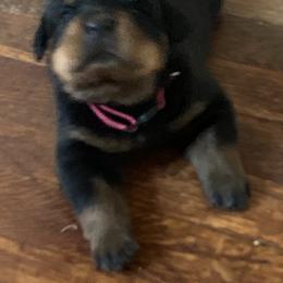 Rottweiler Puppies from Rottweiler Land