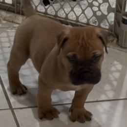 Bullmastiff Puppies from Silverback Bullmastiffs