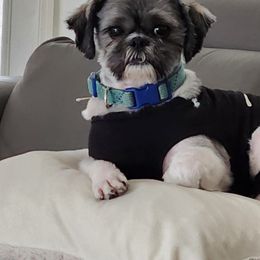 Toby - Shih Tzu