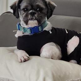 Toby - Shih Tzu