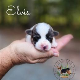 Elvis - Gray and white male American Corgi puppy in Cameron, North Carolina from Butts Family Corgis