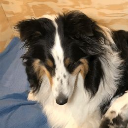 Alita - Shetland Sheepdog