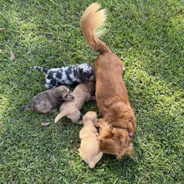 Dachshund puppies from 5F Dachshunds