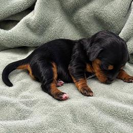 Black and tan - Black and tan male Dachshund puppy in Russellville, Arkansas from Lilly's Long Dogs