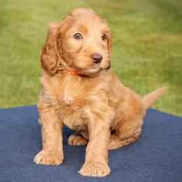 Misty - Caramel red female Australian Labradoodle puppy in Stanwood, Washington from Victoria Creek Australian Labradoodles