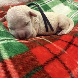 Girl 2 - Light golden female Golden Retriever puppy in Salt Lake City, Utah from Soaring golden retrievers