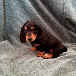 Teddy - Black and tan male Dachshund puppy in Tacoma, Washington from SunChime