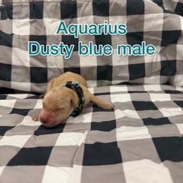 Dusty blue - Golden male Golden Retriever puppy in Salt Lake City, Utah from Soaring golden retrievers