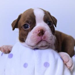 Baby Rivean - Red female Boston Terrier puppy in Kingsport, Tennessee from Sleepwalker Bostons
