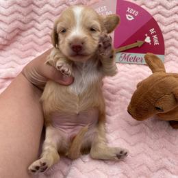 Miss Pearl - Cream female Dachshund puppy in Sarah, Mississippi from White's Mississippi Doxies