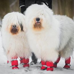 Old English Sheepdogs from Mardi Rager's Old English Sheepdogs