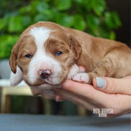 Arizona - Red  female Goldendoodle puppy in Salado, Texas from Red Ranch Dogs
