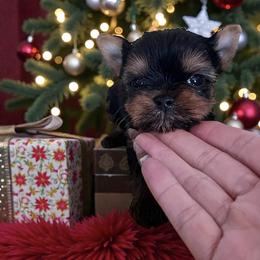 Biscuit - Blue and gold male Yorkshire Terrier puppy in Kendallville, Indiana from Yorkies Kisses