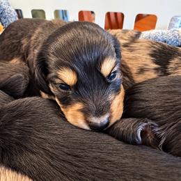 Beau - Black and cream male Dachshund puppy in Salem, Oregon from Longdox Mini Dachshunds