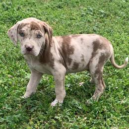 Female 4 - Red merle female Catahoula Leopard Dog puppy in Gadsden, Alabama from Rich Cat’s