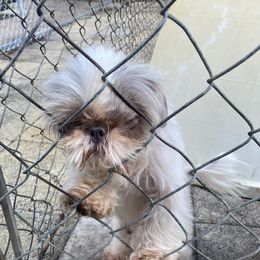 Gracie - Shih Tzu