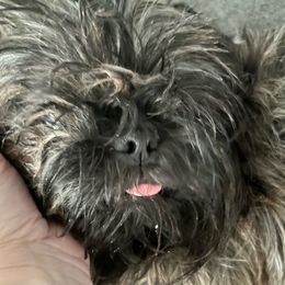 River - Shih Tzu