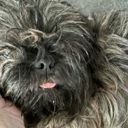 River - Shih Tzu