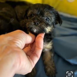 Morkie and Yorkshire Terrier Puppies from DEJAVU PUPS