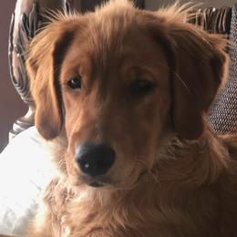 Golden Retrievers from Robinwood Goldens