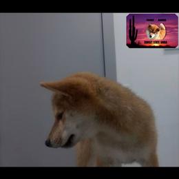 Shiba Inu Puppies from Sunset State Shiba